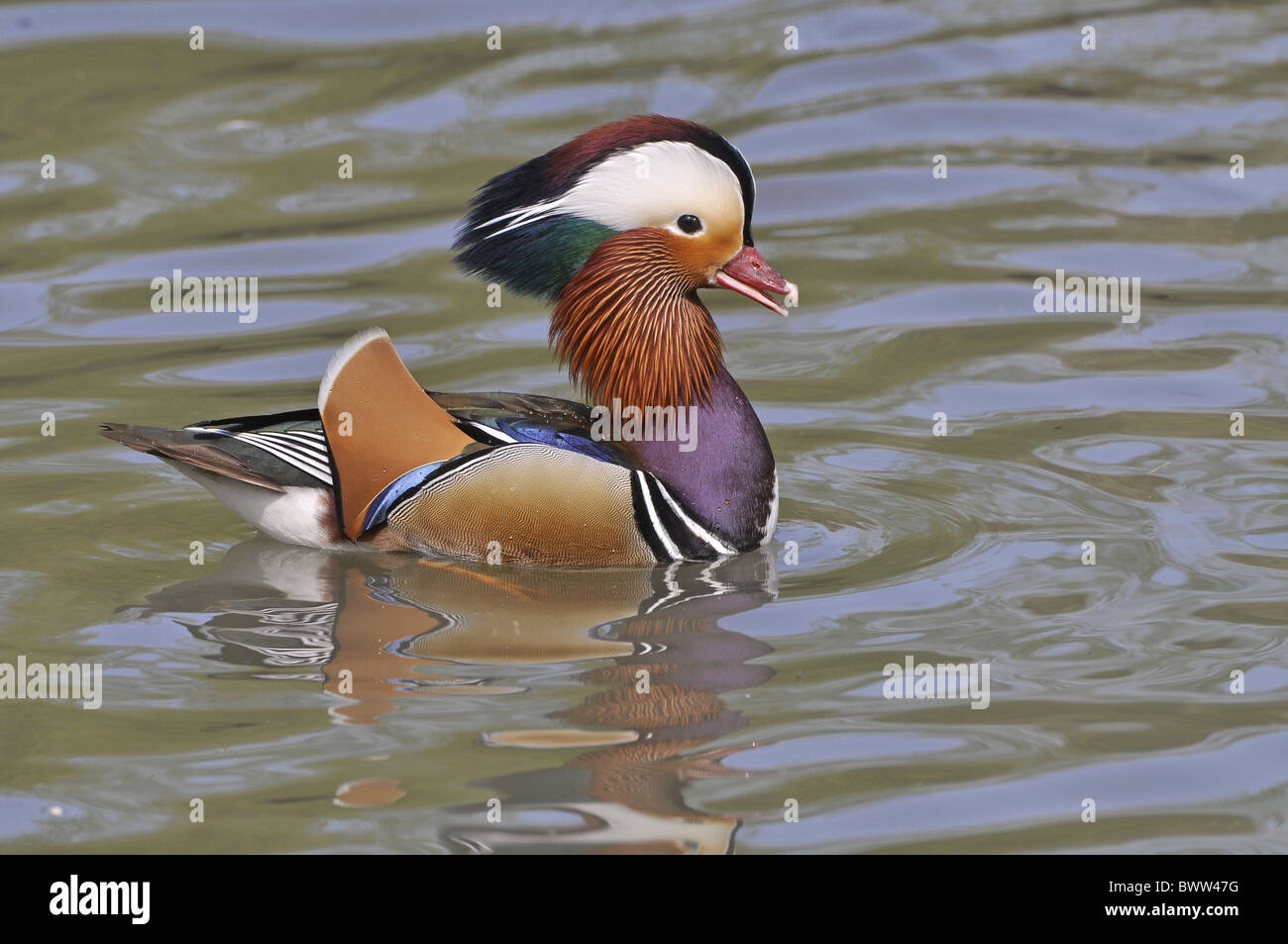Mandarinente (Aix Galericulata) eingeführten Arten, Männchen, Display fordert Wasser, West Sussex, England Stockfoto