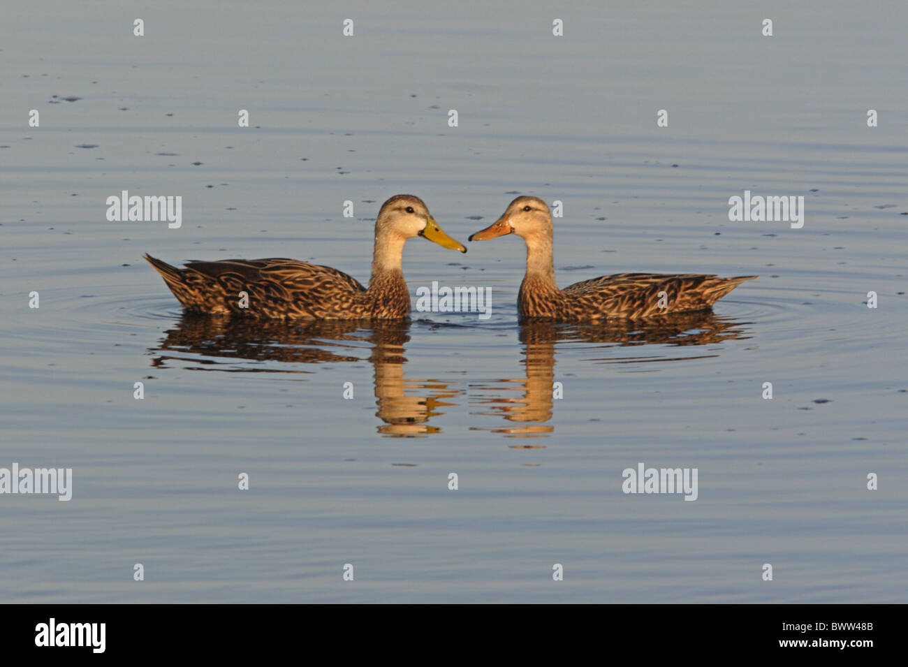 Fleckige Ente (Anas Fulvigula) Erwachsenen paar, Anzeige auf Wasser, Sanibel Island, Florida, Vereinigte Staaten von Amerika, Februar Stockfoto