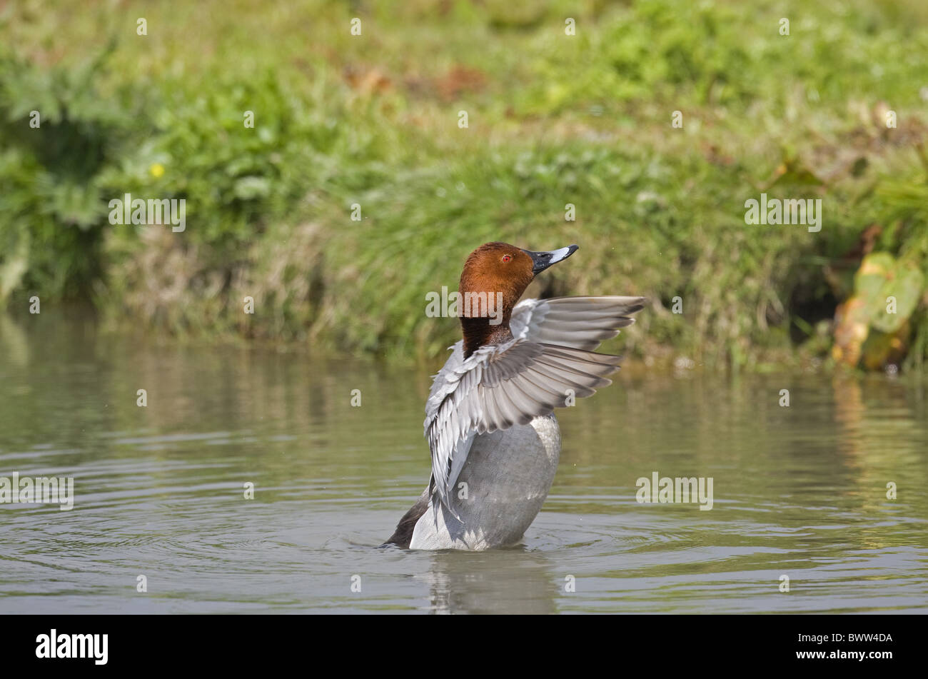 Gemeinsamen Tafelenten (Aythya 40-jähriger) erwachsenen männlichen, kann mit Flügeln auf Wasser, Norfolk, England, Stockfoto