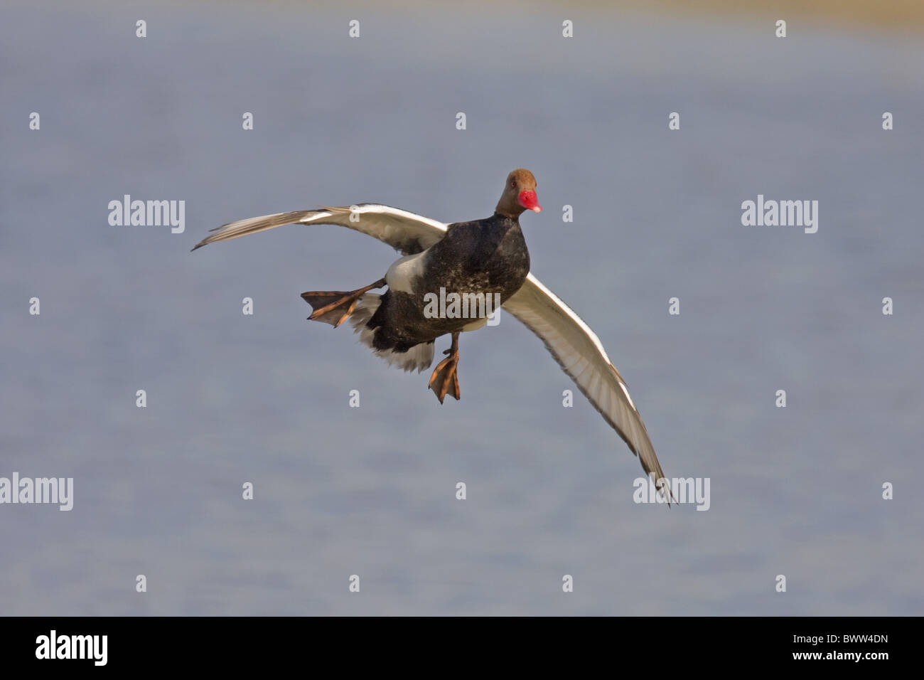 Rot-crested Tafelenten (Netta Rufina) Männchen, im Flug, Landung auf dem Wasser, Spanien Stockfoto
