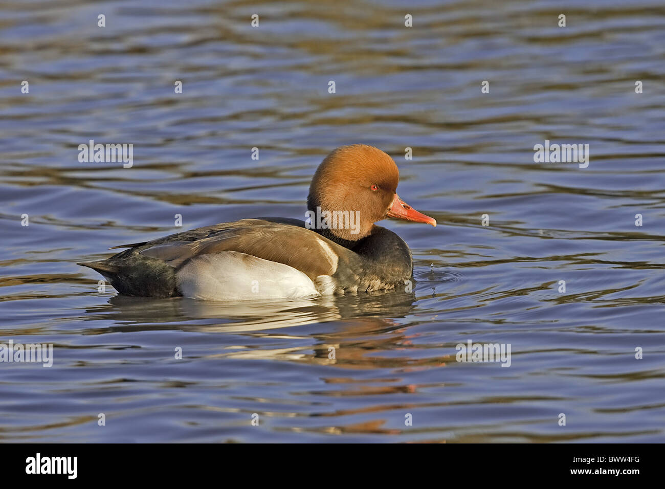 Rot-crested Tafelenten (Netta Rufina) Männchen, Schwimmen im See, Warwickshire, England, winter Stockfoto