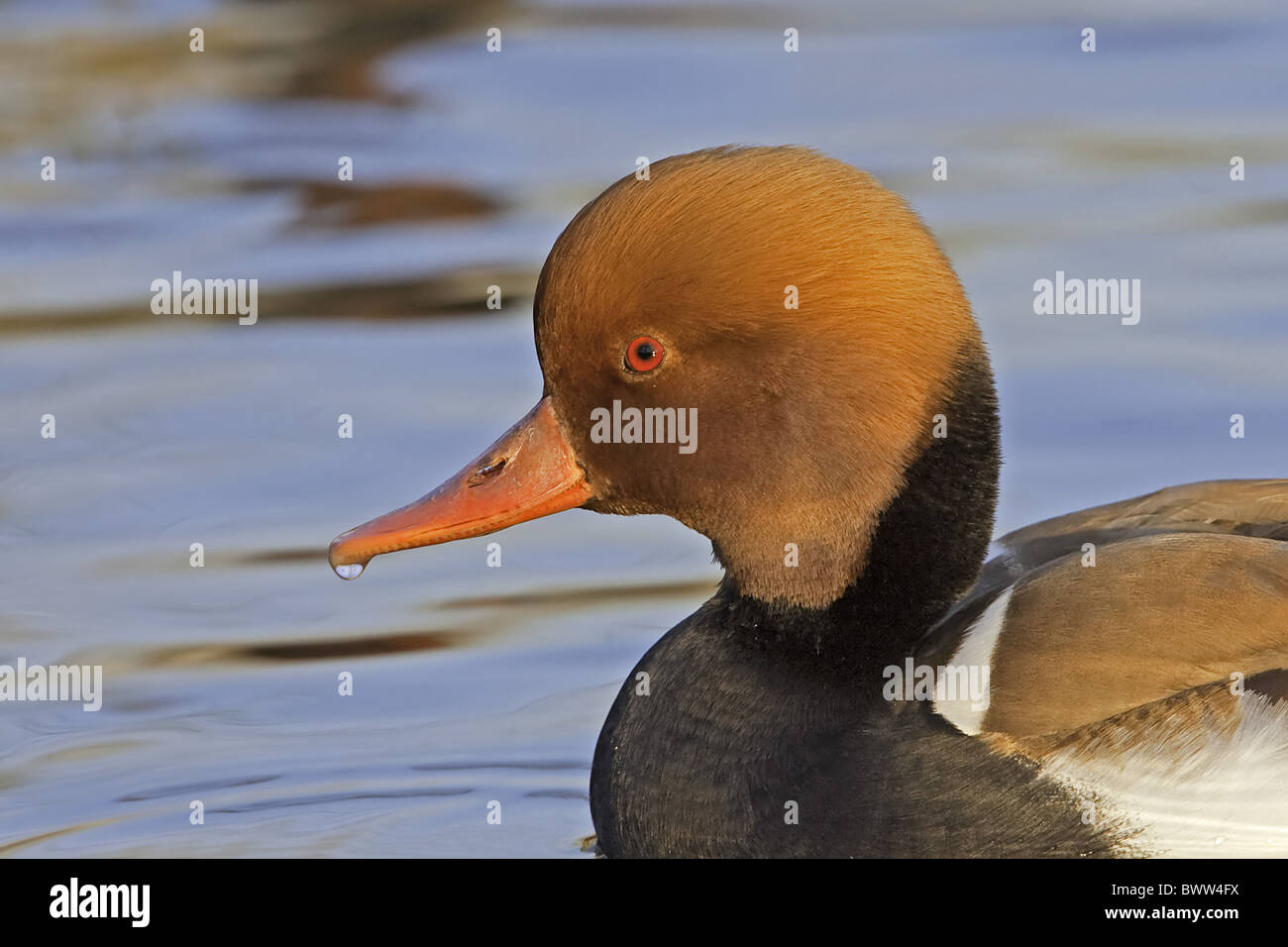 Rot-crested Tafelenten (Netta Rufina) Erwachsene männlich, Nahaufnahme des Kopfes, Schwimmen im See, Warwickshire, England, winter Stockfoto