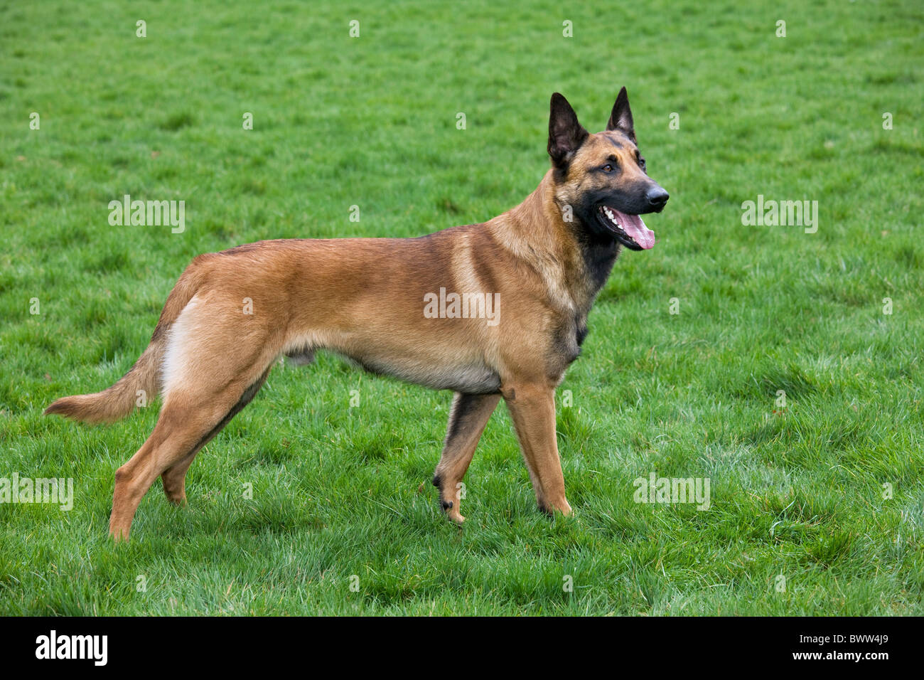 belgischer-sch-ferhund-malinois-canis-lupus-familiaris-im-feld