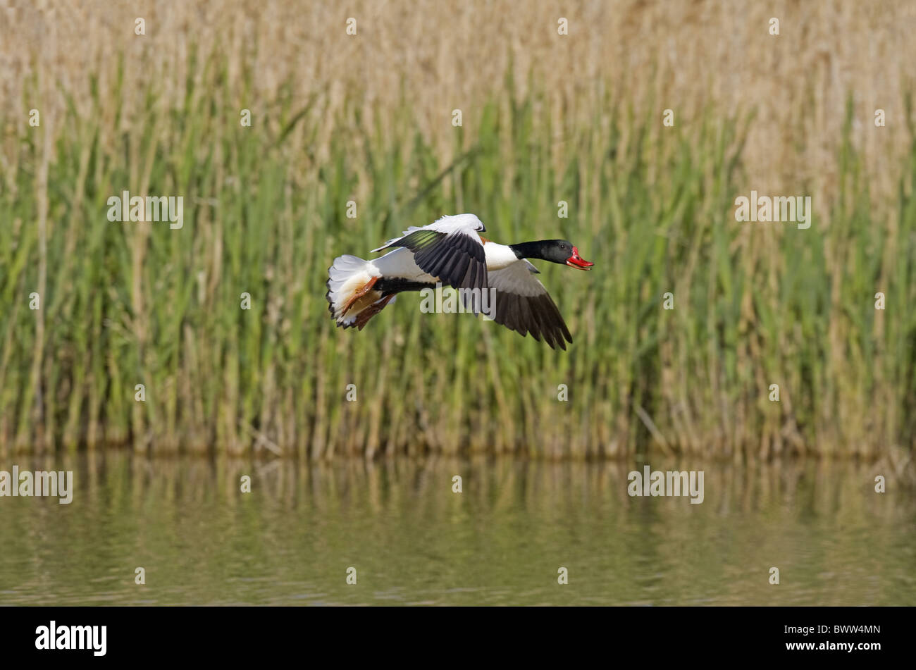 Gemeinsamen Brandgans (Tadorna Tadorna) Männchen, im Flug, Landung auf dem Wasser, Norfolk, England, kann Stockfoto