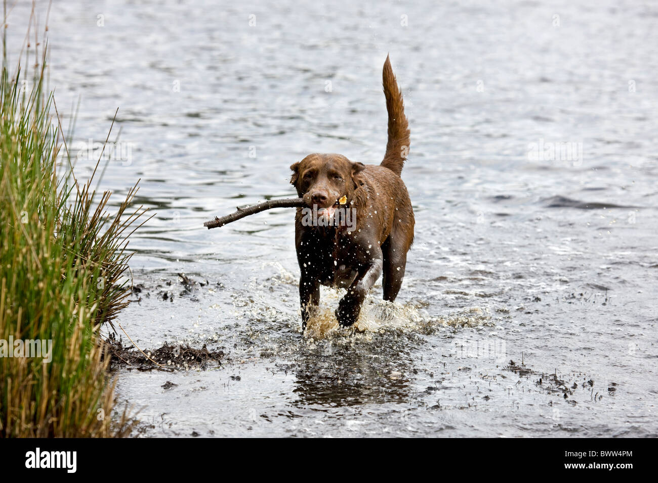 Labrador (Canis Lupus Familiaris) mit Stock durchs Wasser laufen Stockfoto