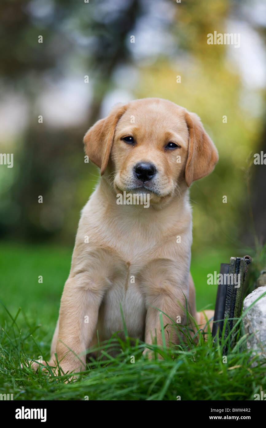 Labrador (Canis Lupus Familiaris) Welpen im Garten Stockfoto