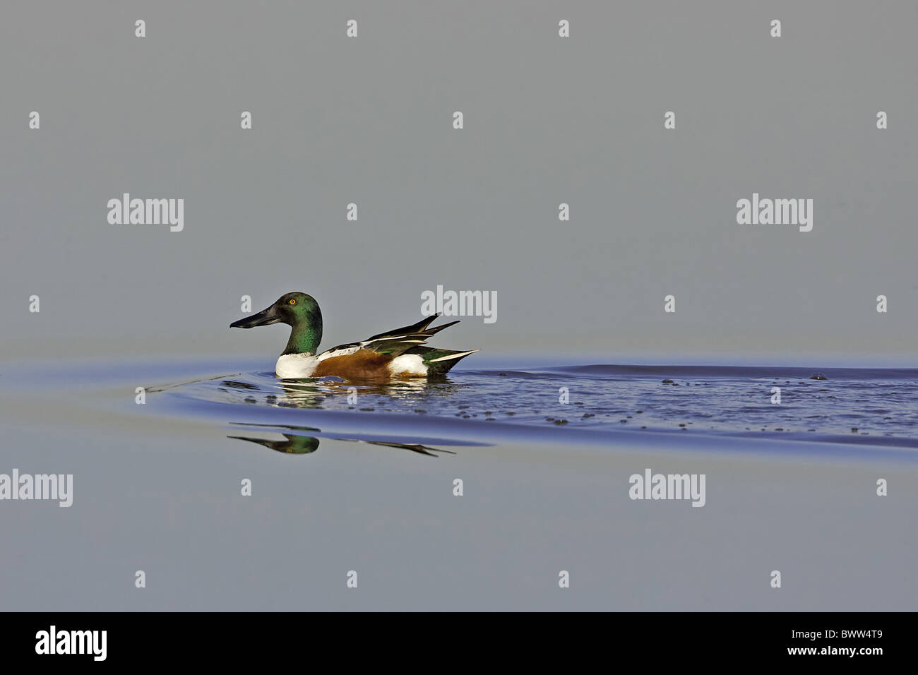 Nördlichen Löffelente (Anas Clypeata) Männchen, Schwimmen im See, Warwickshire, England, winter Stockfoto