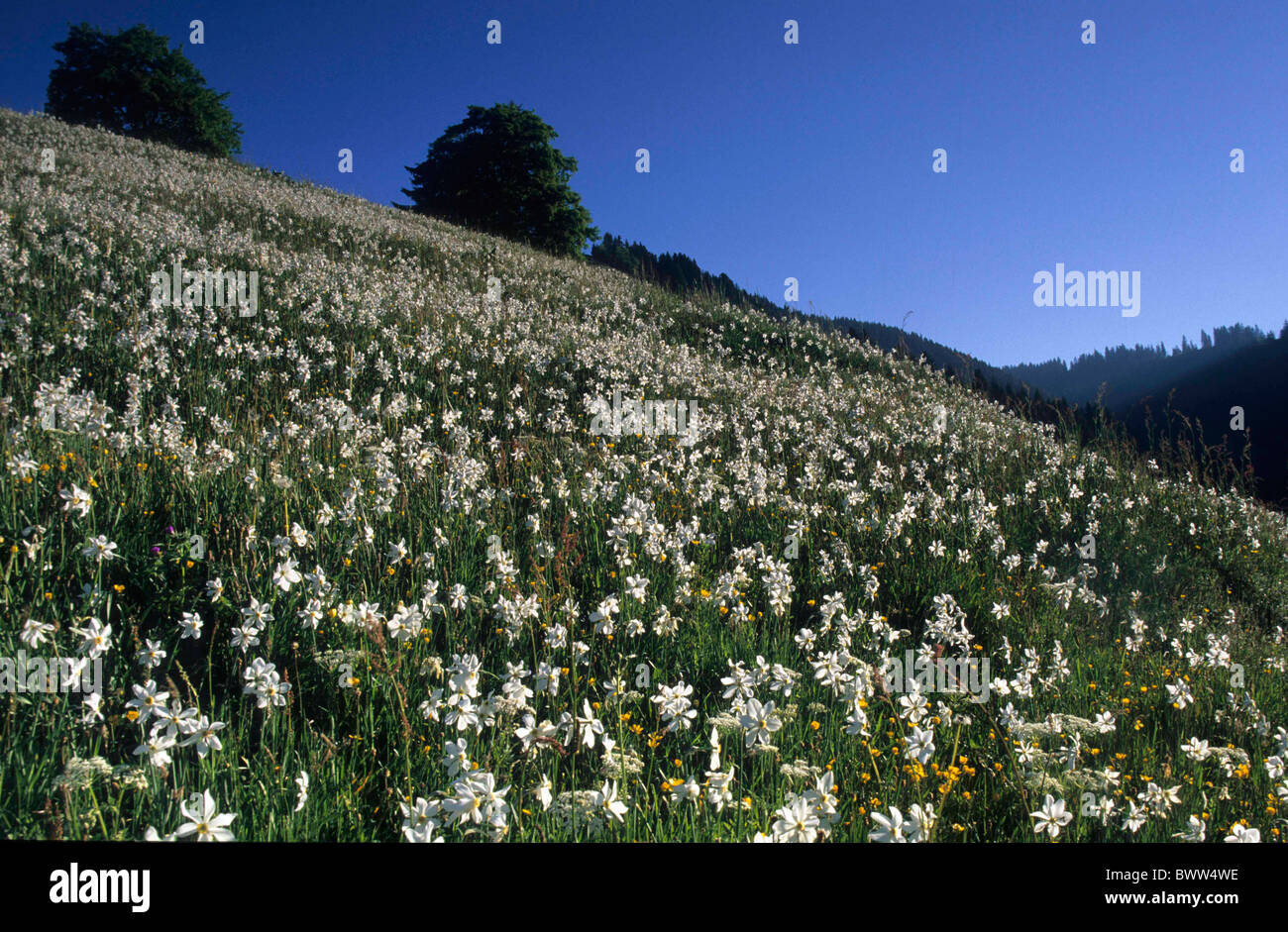 Schweiz Europa Les Avants Kanton Waadt-Genfersee Blume Wiese Narzissen Narzissen Berge Gebirge ein Stockfoto