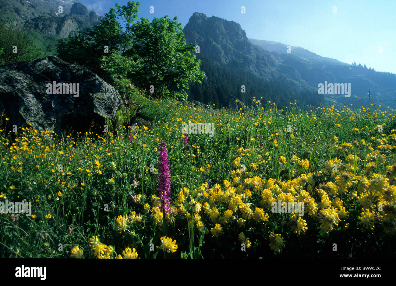 Schweiz Europa Kanton Uri Maderanertal Blume Wiese Orchidee Orchis rimmed Klee Tal Berge m Stockfoto