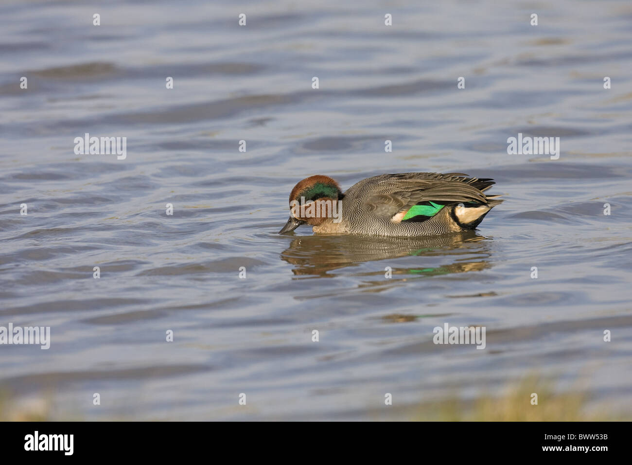 Gemeinsamen Krickente (Anas Vogelarten) Männchen, ernähren sich von Wasser, Norfolk, England Stockfoto