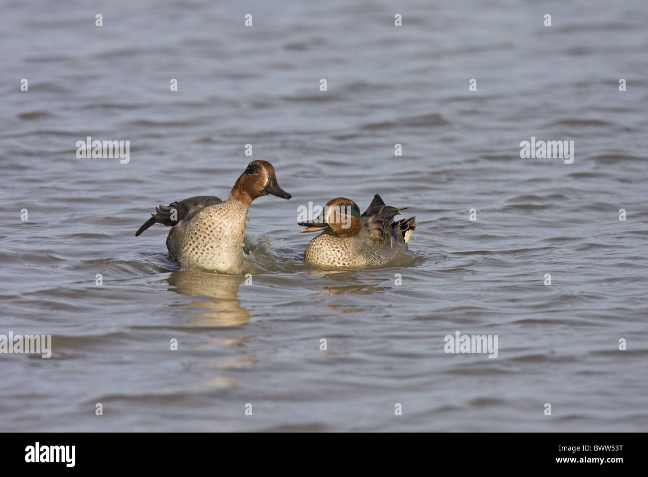 Gemeinsamen Krickente (Anas Vogelarten) zwei Männchen, kämpfen auf dem Wasser, Norfolk, England Stockfoto