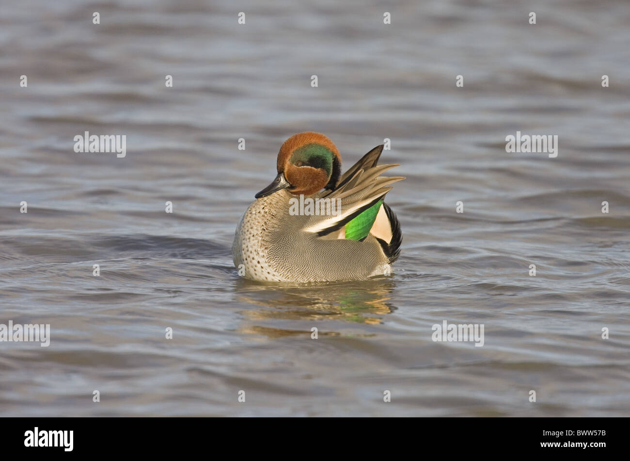Gemeinsamen Krickente (Anas Vogelarten) Männchen, Anzeigen auf Wasser, Nofolk, England, winter Stockfoto