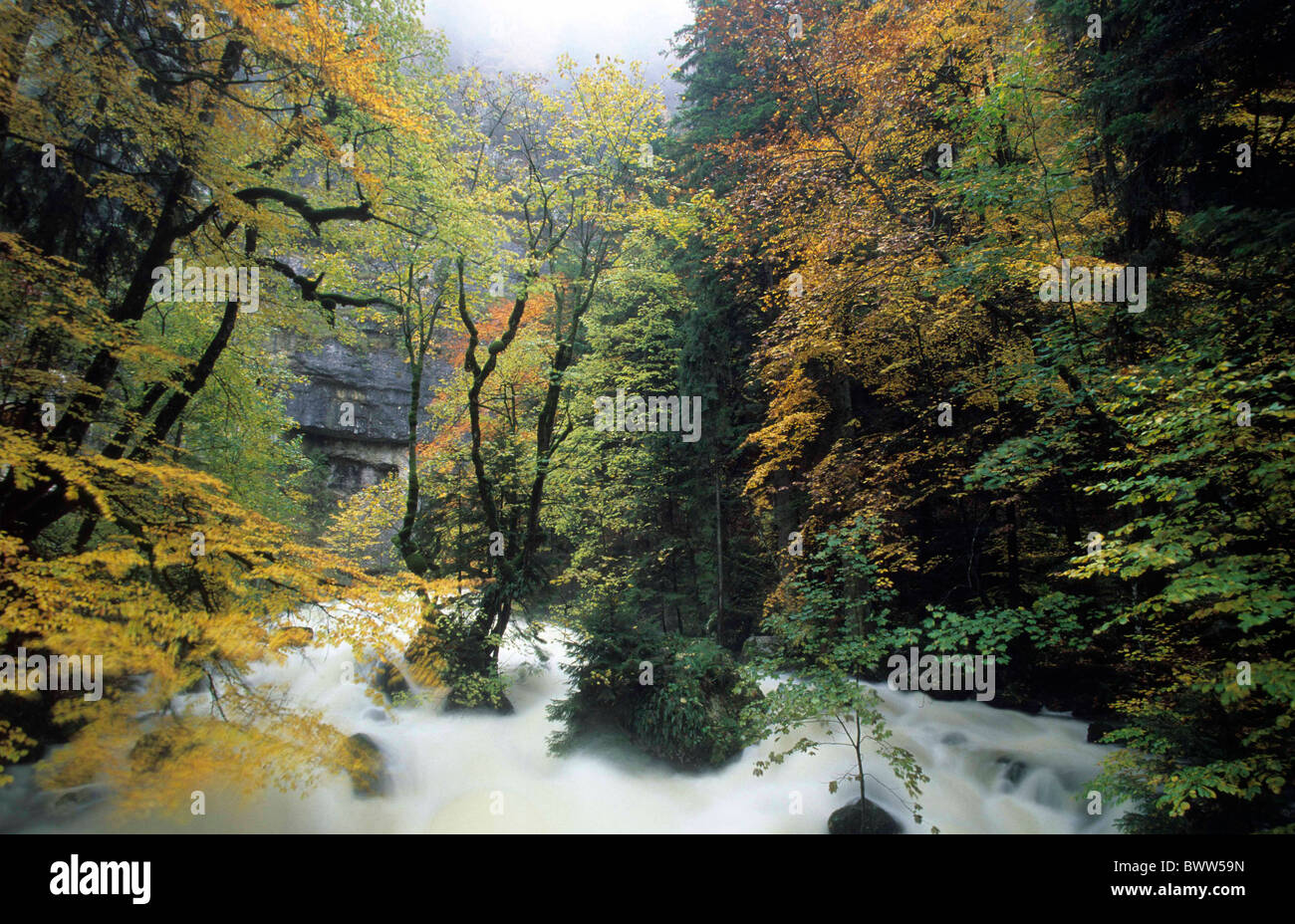 Schweiz Europa Kanton Vaud Jura Berge Orbe Quelle Holz Wald Flusswasser  fließen Laubbäume Stockfotografie - Alamy