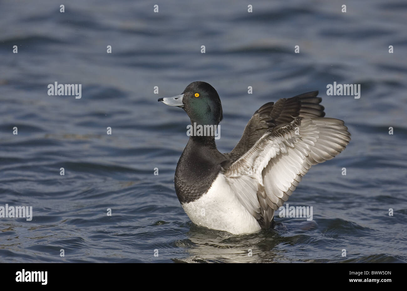 Erwachsene männliche Reiherenten (Aythya Fuligula), mit Flügeln auf dem Wasser, Norfolk, England Stockfoto