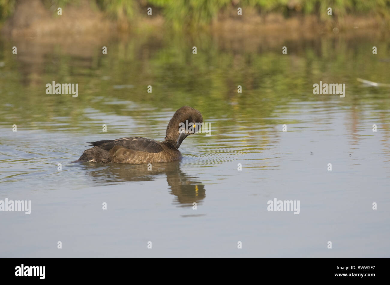 Erwachsenes Weibchen Reiherenten (Aythya Fuligula), putzen auf dem Wasser, Norfolk, England Stockfoto
