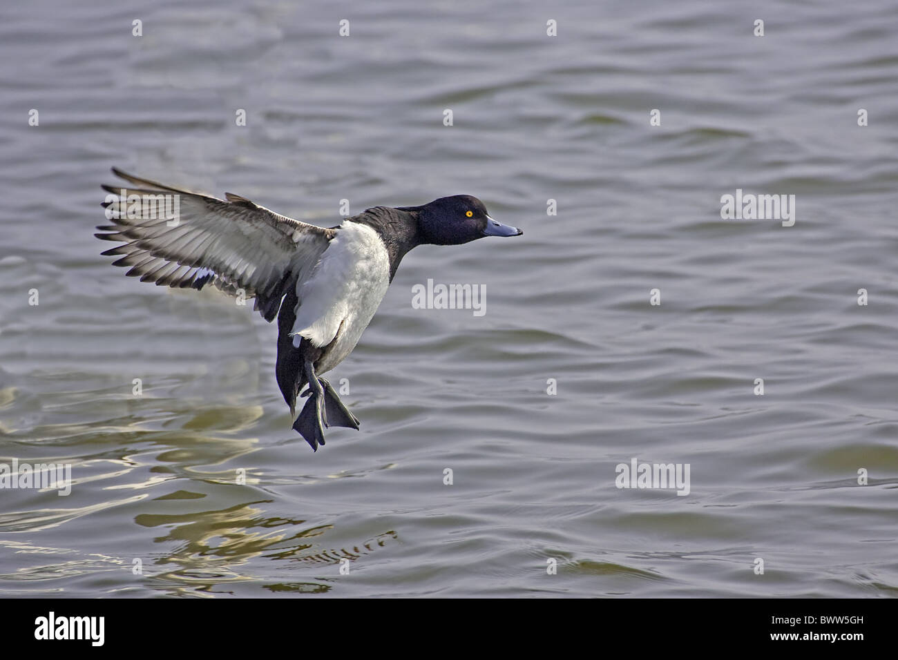 Reiherenten (Aythya Fuligula) Männchen, im Flug, Landung auf Wasser, Northamptonshire, England, Frühling Stockfoto