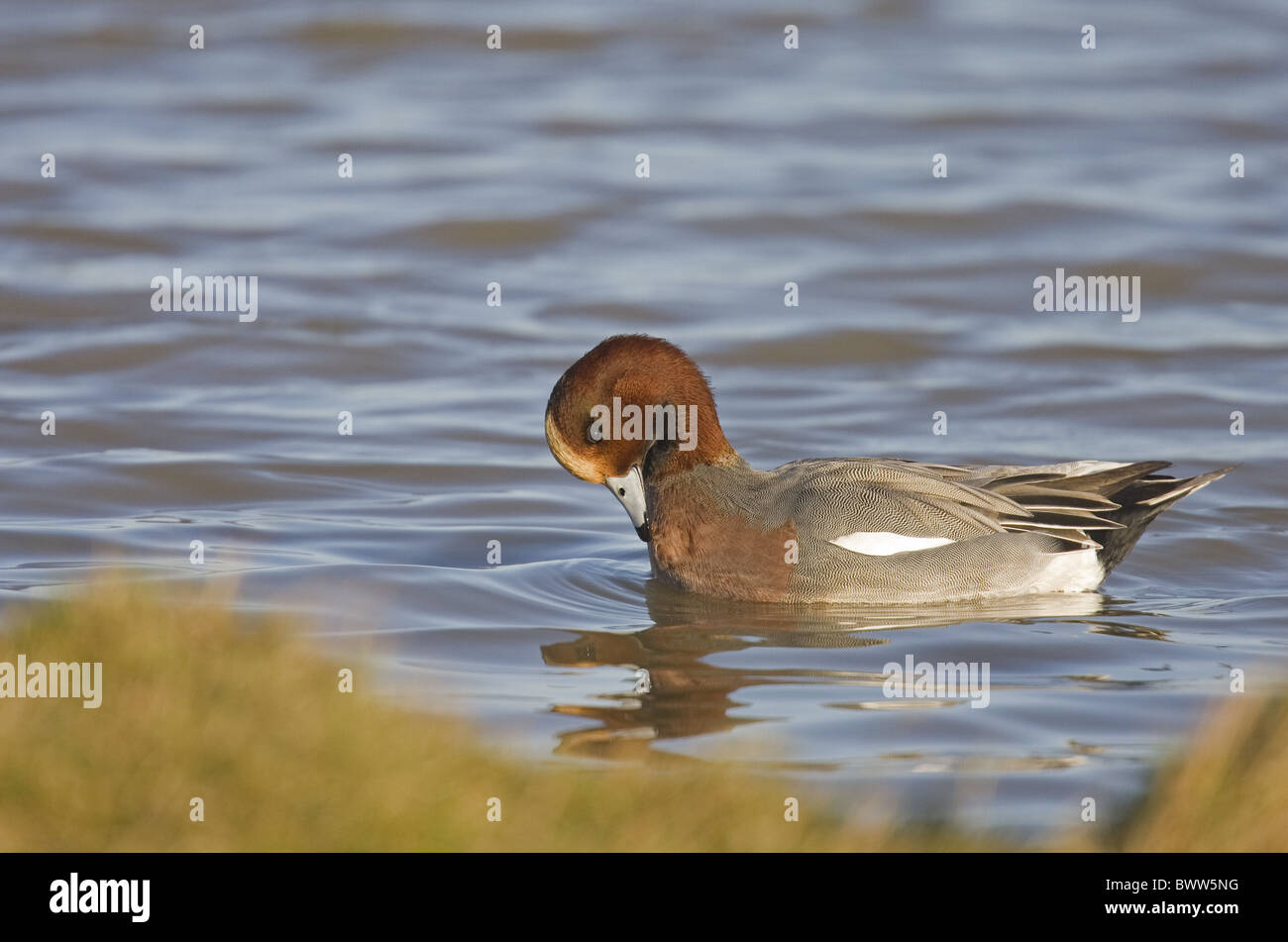 Eurasische Pfeifente (Anas Penelope) Männchen, putzen auf Wasser, Nofolk, England, winter Stockfoto