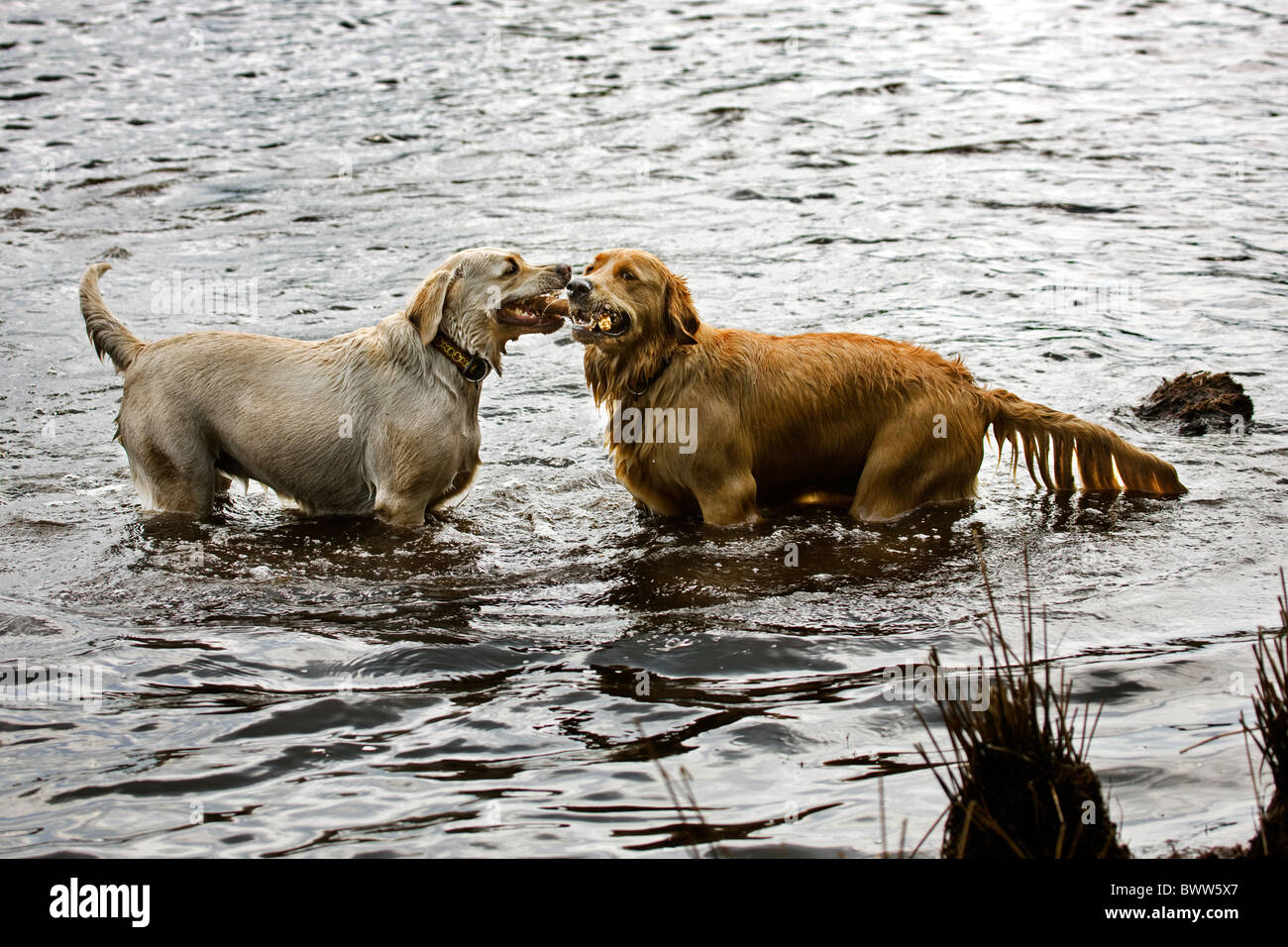 Two golden retriever dogs in Fotos und Bildmaterial in hoher