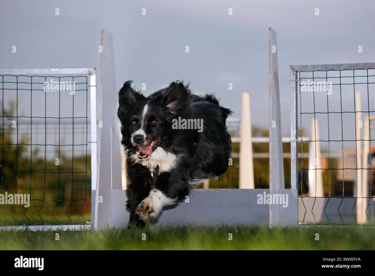 Border Collie (Canis Lupus Familiaris) springen über die Hürde beim Hindernis-Parcours Stockfoto
