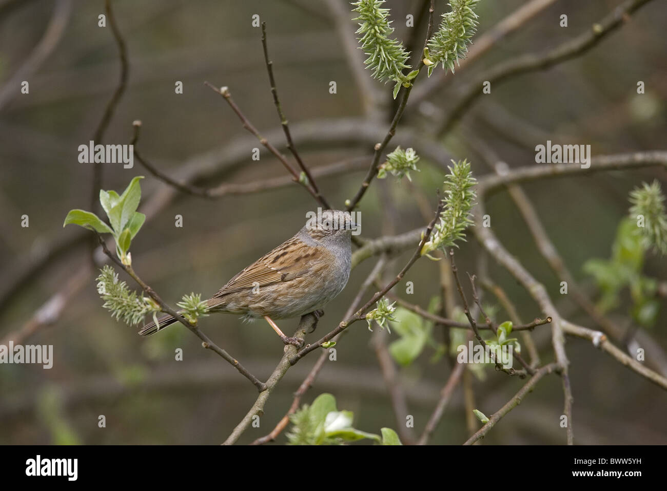 Heckenbraunelle (Prunella Modularis) Erwachsenen, thront in Weidenbaum, Norfolk, England Stockfoto