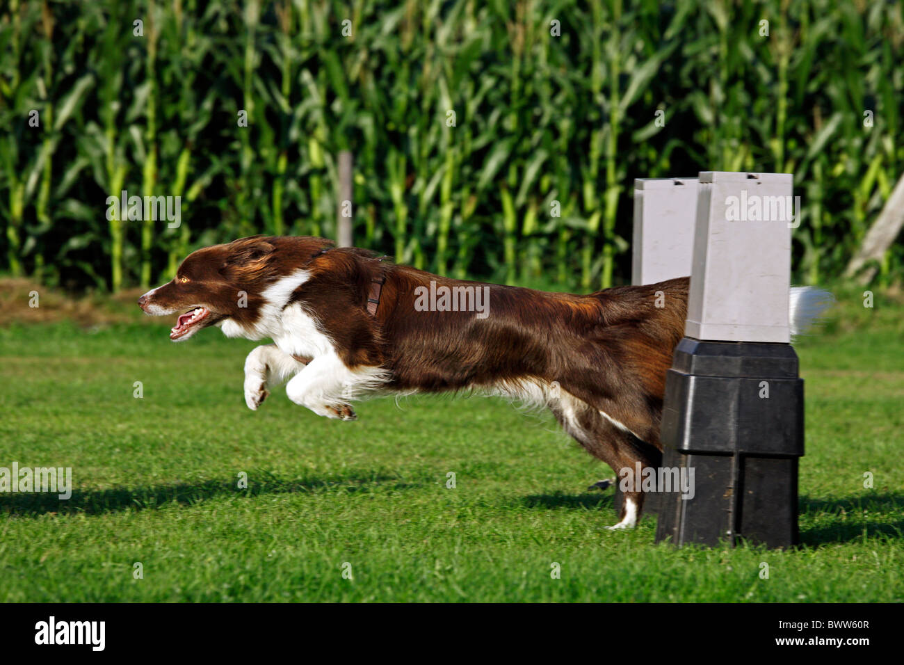 Border Collie (Canis Lupus Familiaris) springen über die Hürde beim Flyball-Wettbewerb Stockfoto