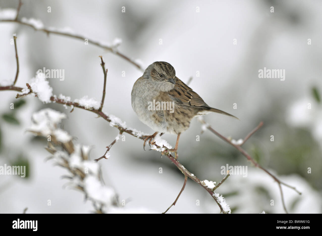 Heckenbraunelle (Prunella Modularis) Erwachsenen, thront auf schneebedeckten Zweig, West Sussex, England, Februar Stockfoto