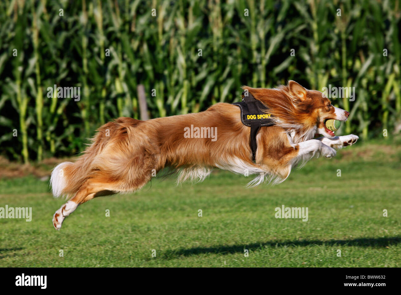 Border Collie (Canis Lupus Familiaris) laufen mit Ball im Mund beim Flyball-Wettbewerb Stockfoto