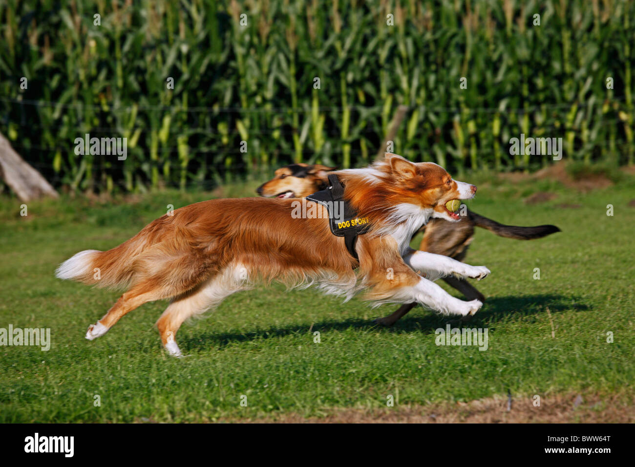 Border Collie (Canis Lupus Familiaris) Hunde laufen mit Ball im Mund beim Flyball-Wettbewerb Stockfoto