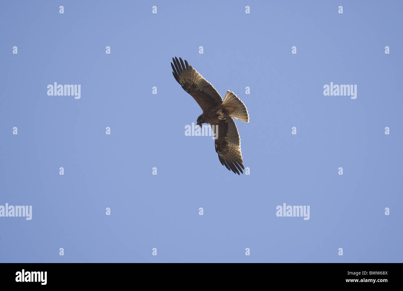 Gestarteten (Hieraaetus Pennatus) Erwachsene, dunklen Adlerform, während des Fluges, ernähren sich von kleinen Vogel Beute, Spanien Stockfoto