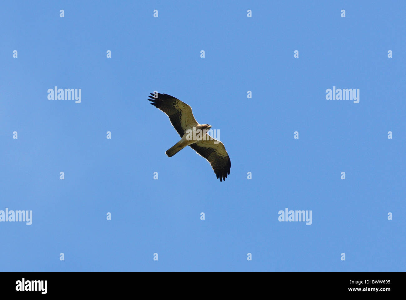 Zwergadler (Hieraaetus Pennatus) unreif, während des Fluges, Marokko, april Stockfoto