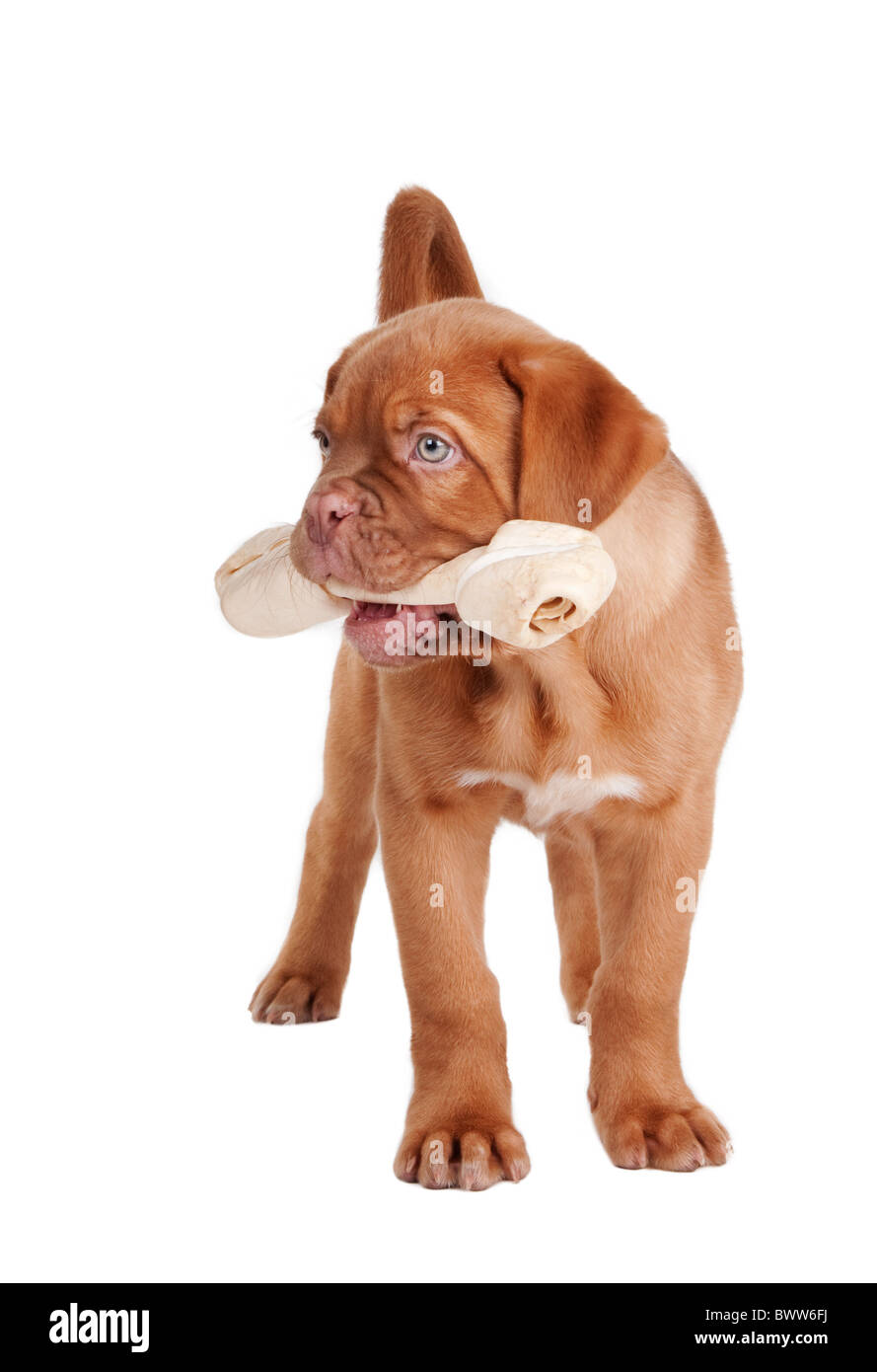 Welpen von Dogge Knochen de Bordeaux mit einem süßen im Maul Stockfoto