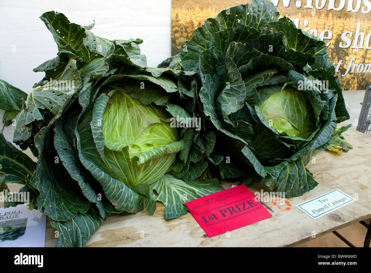 zwei riesige Flatpoll Kohl ausgezeichnet 1.Preis beim Jahrmarkt in Truro, Cornwall, uk Stockfoto