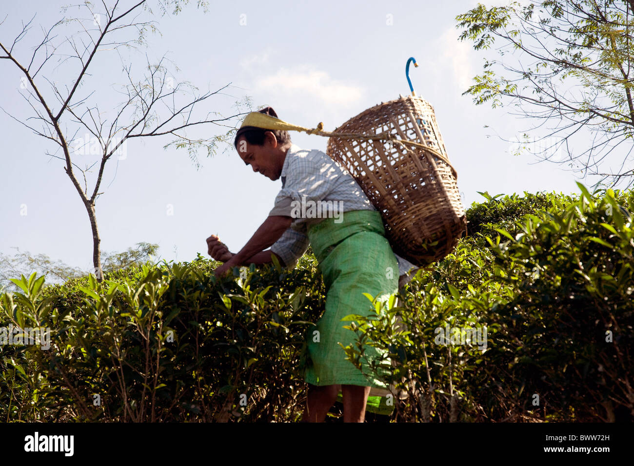 Auf weitläufigen Tees zupfen Plantagen in der Nähe von Darjeeling Arbeiter ein paar frische Blätter aus jedem Strauch Stockfoto