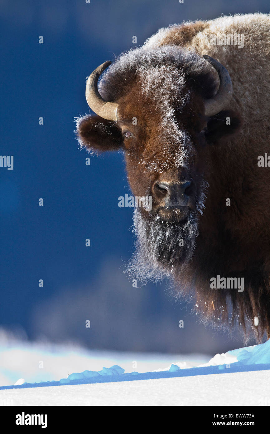Bison (Bison Bison) im Winter, Yellowstone National Park, Wyoming Stockfoto