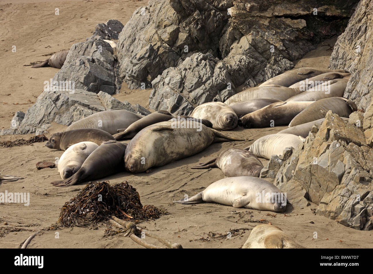 Nördliche See-Elefanten (Mirounga Angustirostris) Gruppe, adulte Weibchen mit jungen, schlafen am Strand, Piedras Blancas, Stockfoto