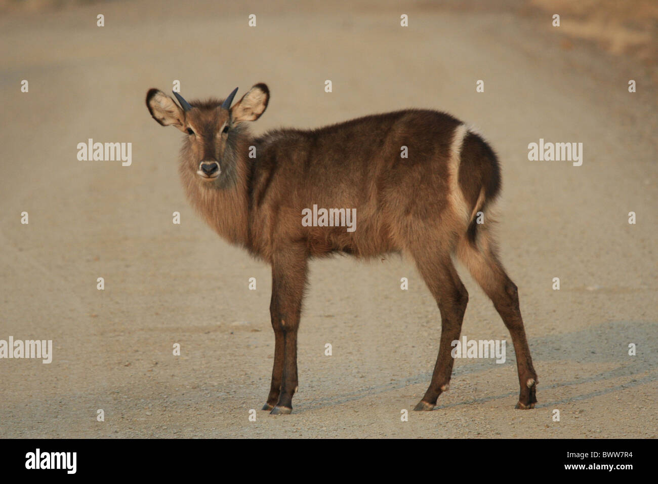gemeinsamen Wasserbock weiblich zeigen weißen Ring um Stockfoto