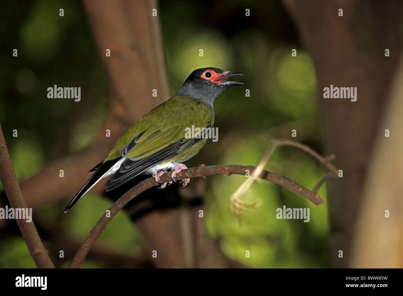 Green Figbird (Sphecotheres Viridis) männlichen Erwachsenen, mit der Aufforderung, thront auf Zweig, Australien Stockfoto