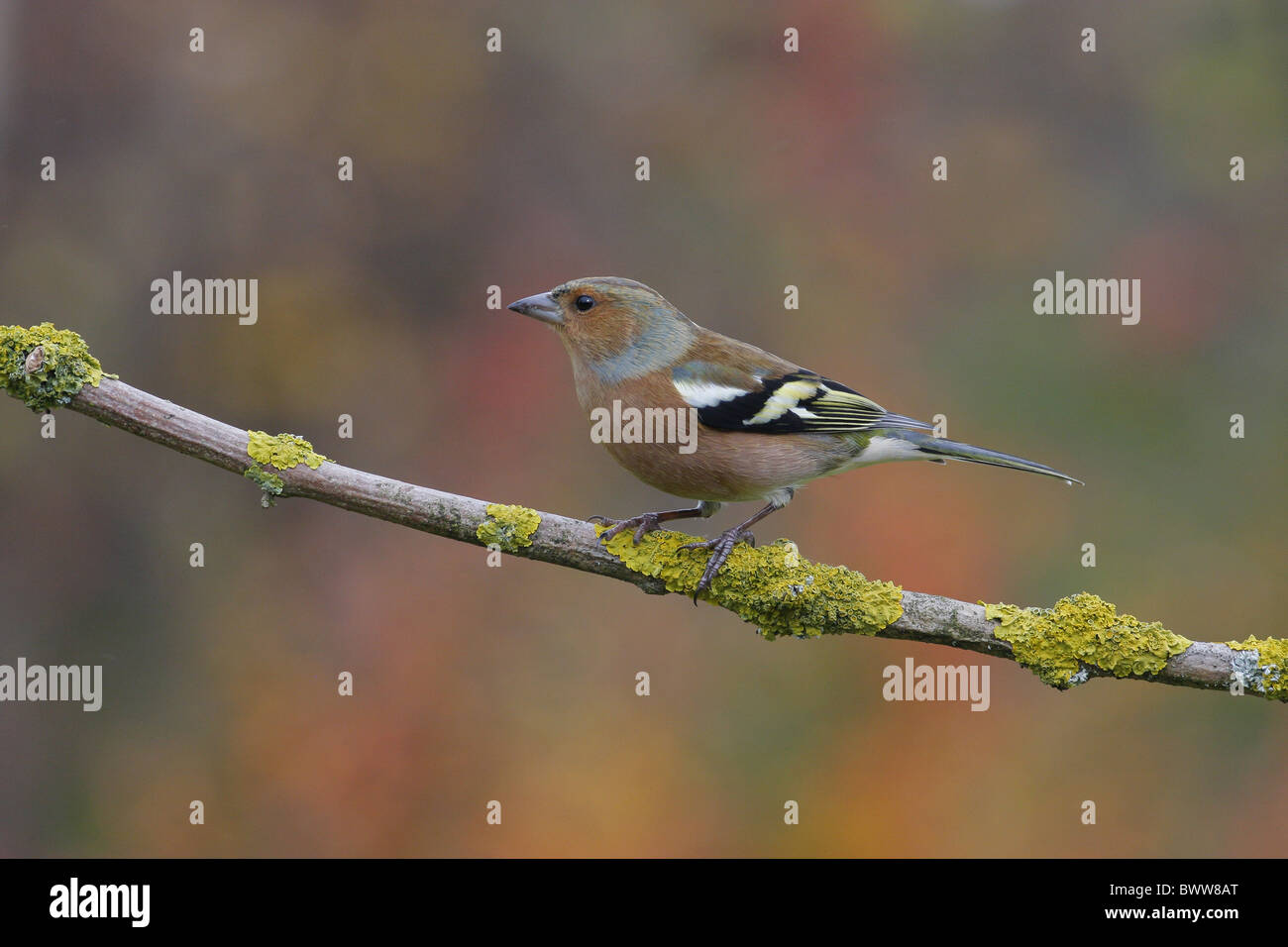 Buchfinken (Fringilla Coelebs) Männchen, thront auf Zweig, Leicestershire, England, Herbst Stockfoto