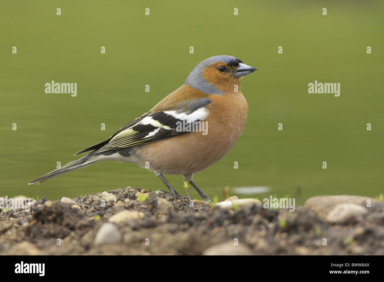 Buchfinken (Fringilla Coelebs) Männchen, stehend neben Gartenteich, Warwickshire, England, Frühling Stockfoto