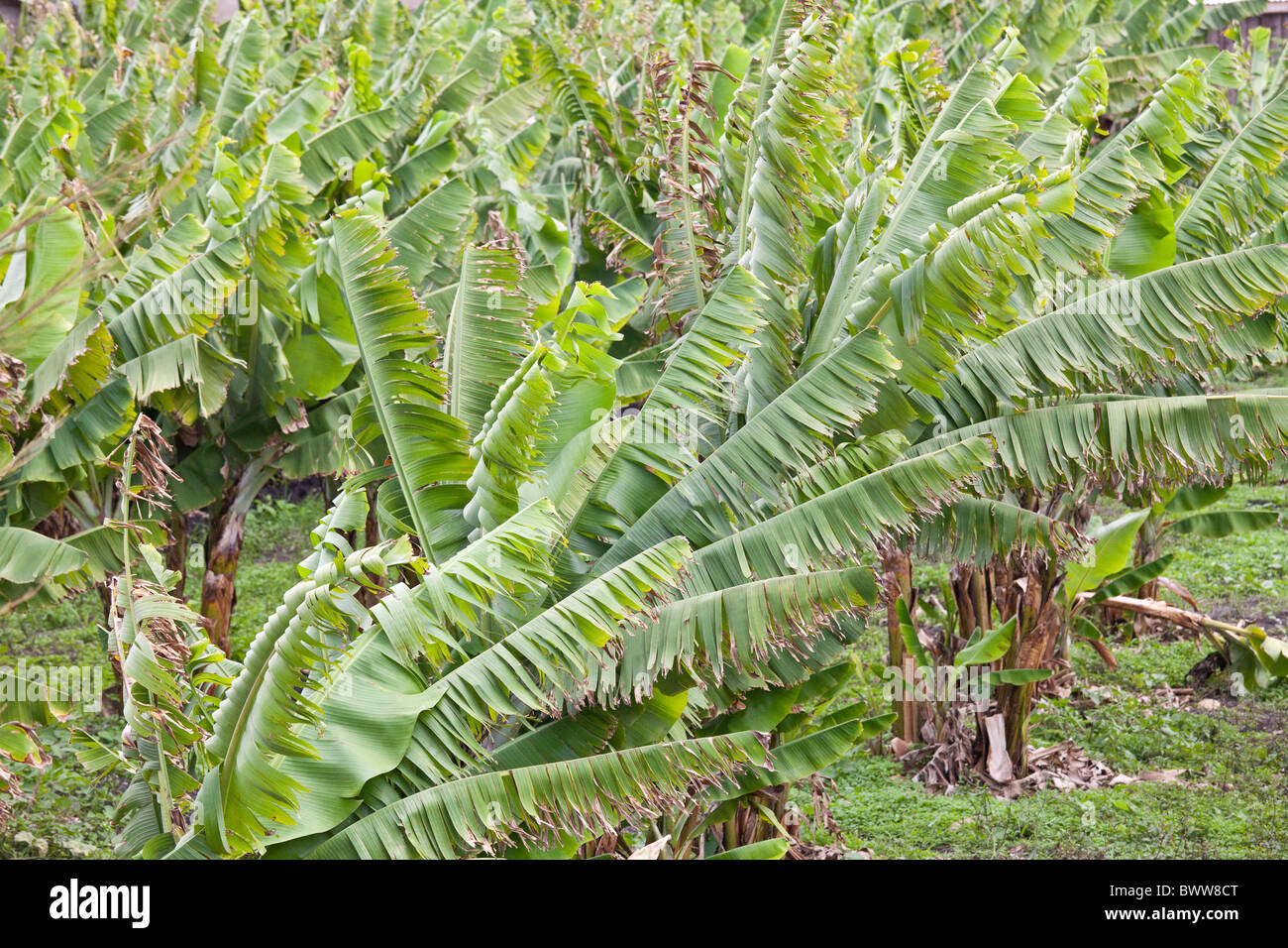 Bananen-Plantage, Maji Mazuri Zentrum, Nairobi, Kenia Stockfoto