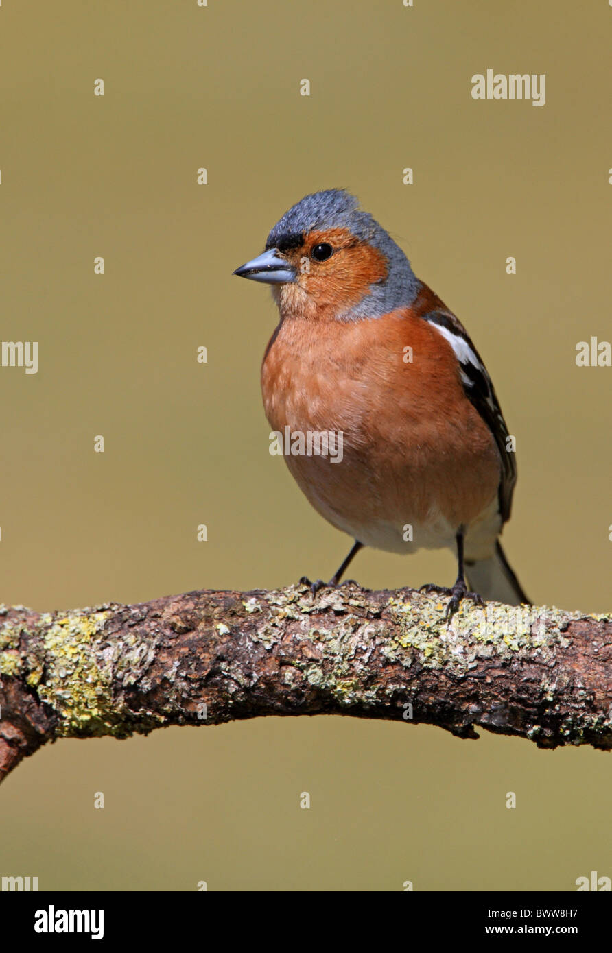 Buchfinken (Fringilla Coelebs) Männchen, thront auf Zweig, Norfolk, England, april Stockfoto