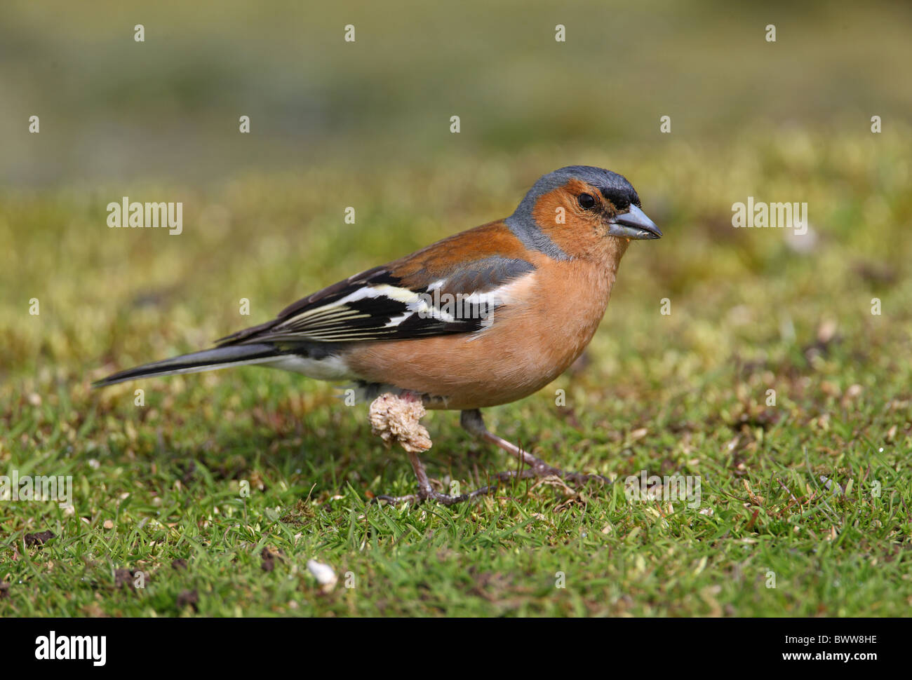 Buchfinken (Fringilla Coelebs) Männchen mit einem großen Wachstum am Bein, Norfolk, England, april Stockfoto