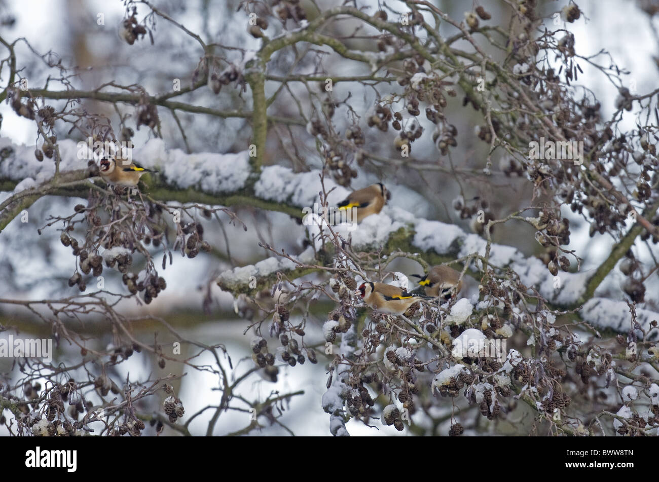 Europäische Goldfinch Zuchtjahr Zuchtjahr Stockfoto