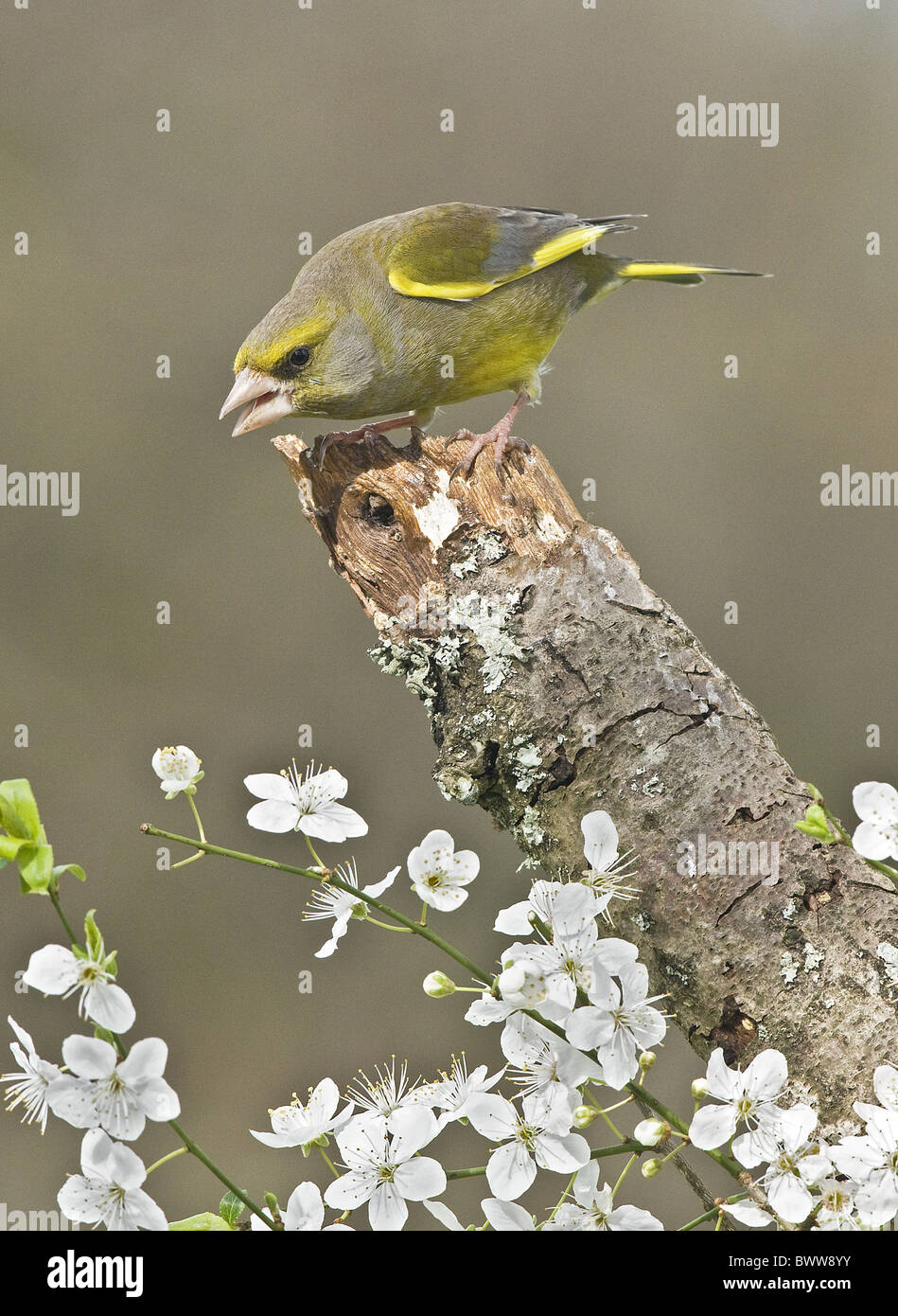 Grünfink (Zuchtjahr Chloris) Erwachsene männliche, zeigt aggressives Verhalten, thront auf stumpf, Sussex, England, Frühling Stockfoto