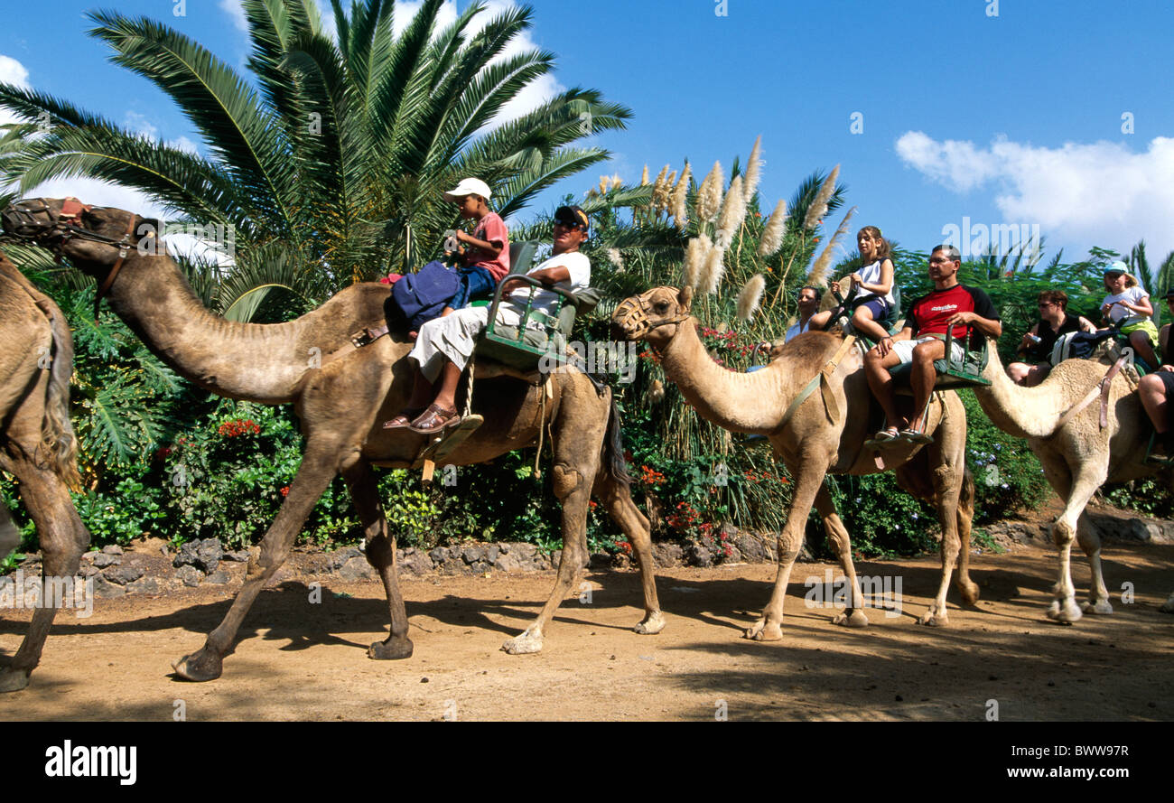 Camel fuerteventura Fotos und Bildmaterial in hoher Auflösung Alamy