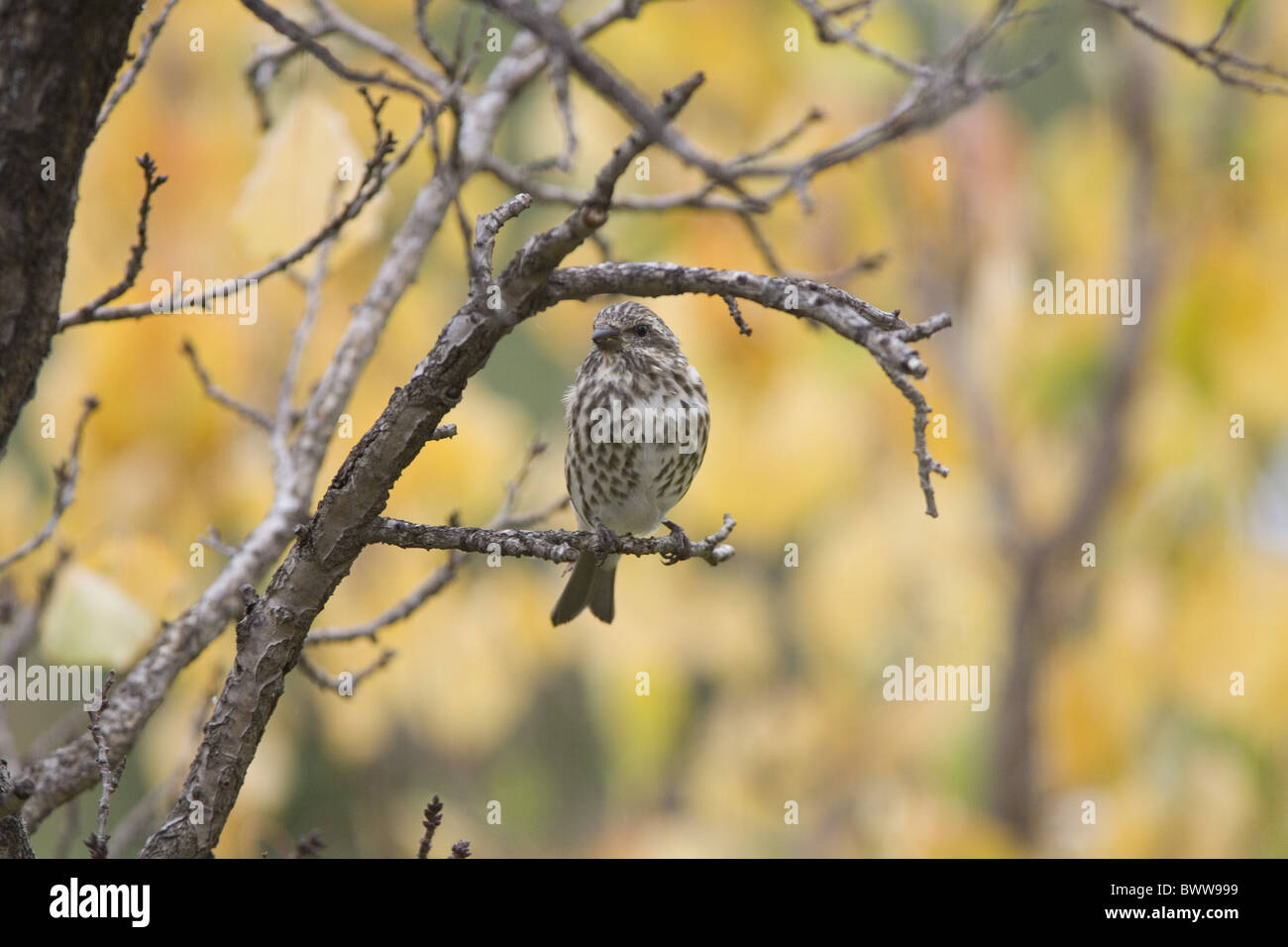 Haus Fink (Carpodacus Mexicanus) Erwachsenfrau thront in Garten Baum, North Dakota, USA Stockfoto