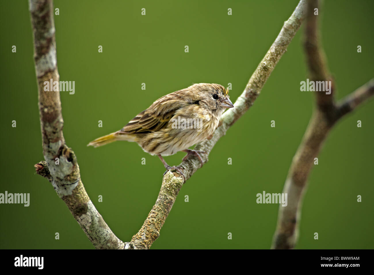 Safran Finch (Sicalis Flaveola) Erwachsenfrau thront auf Zweig, Pantanal, Mato Grosso, Brasilien Stockfoto