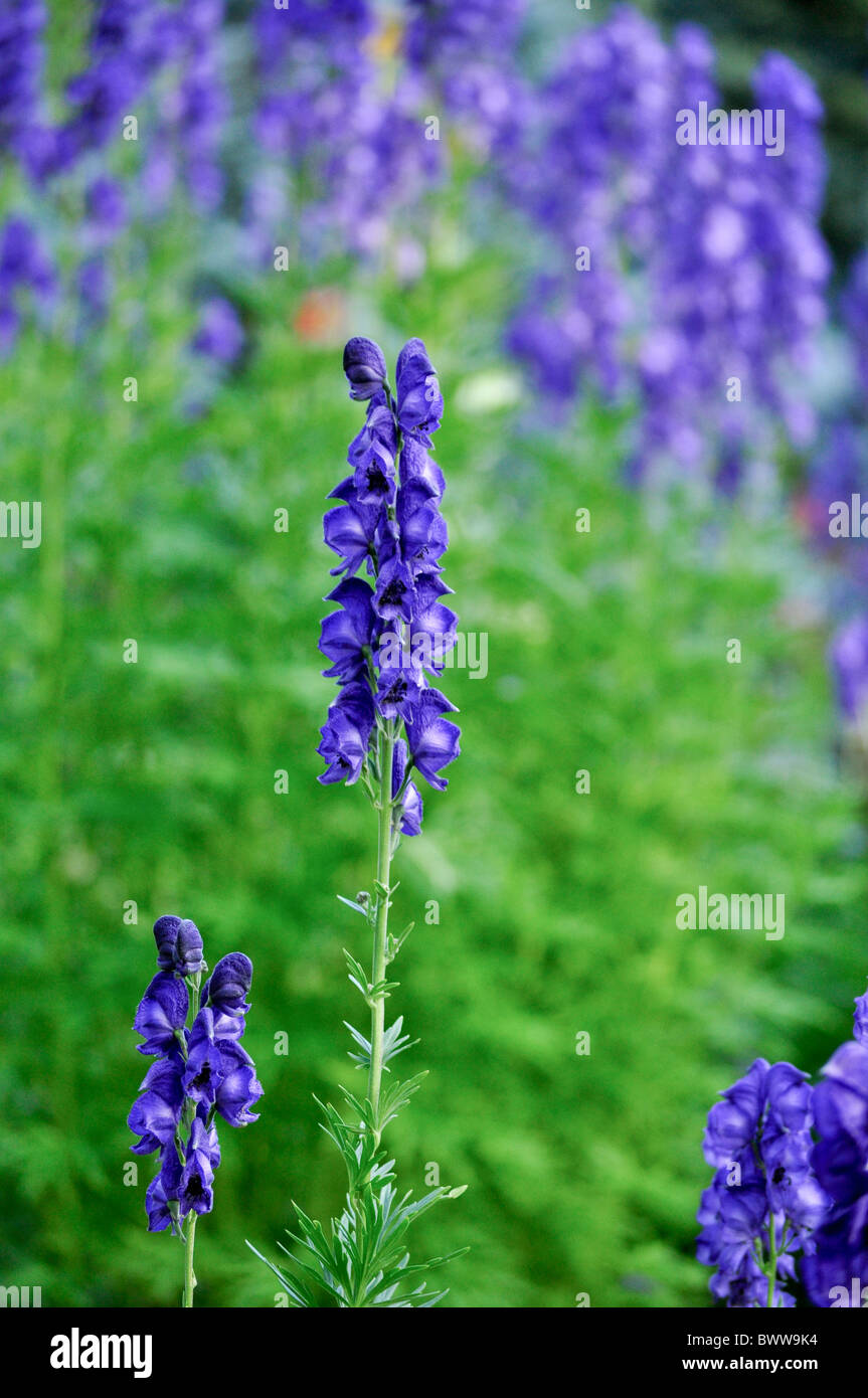 Eisenhut Butterblume Aconitum Carmichaelii andresii Stockfoto