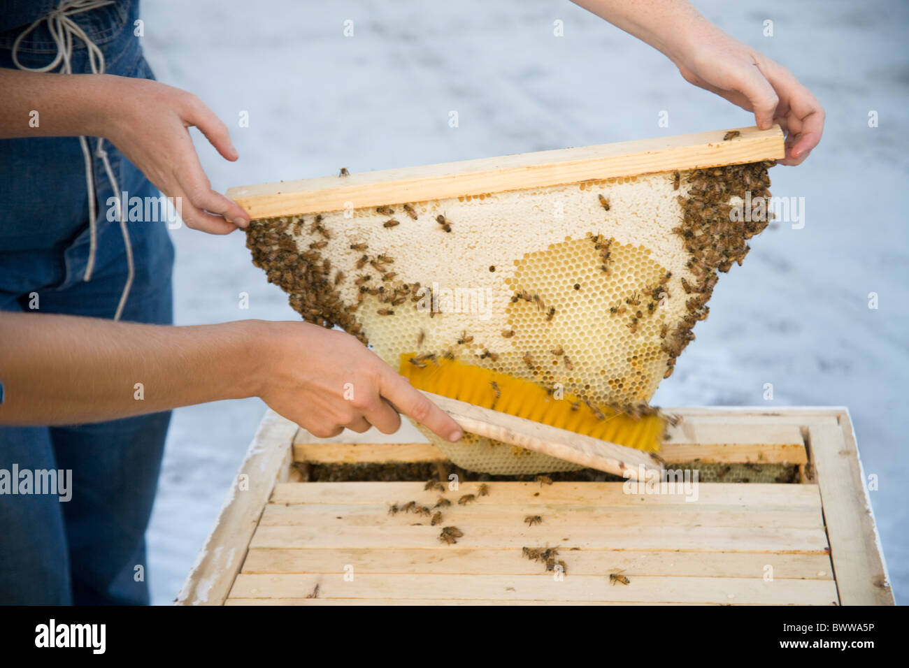 Honig Ernte Stockfoto
