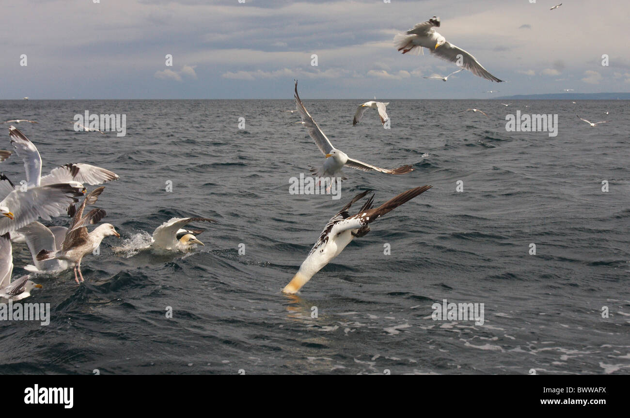 Nördlichen Basstölpel (Morus Bassanus) Erwachsenen, Fütterung, Tauchen für Fische, unter Möwe Herde, Bass Rock, Firth of Forth, Schottland, Juni Stockfoto